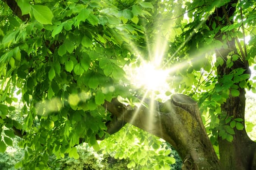 The summer sun shines beautifully through the lush green foliage