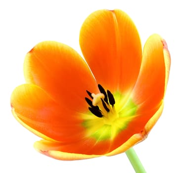 Close-up of a fully bloomed orange tulip on a white background