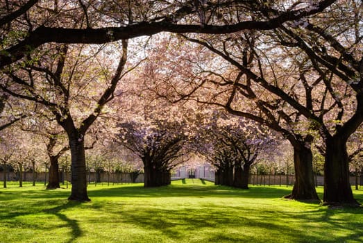 Park with blossoming cherry trees and lawn in the warm evening sun
