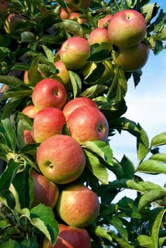 Densely growing red apples with fresh colors and the blue sky in the background
