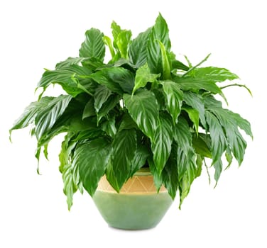 Dense houseplant with glossy leaves in a ceramic pot