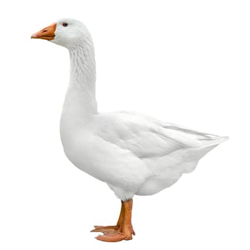 White domestic goose,full body shot isolated on white background