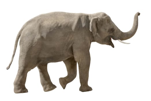 Full length portrait of a cheerful Asian elephant on white