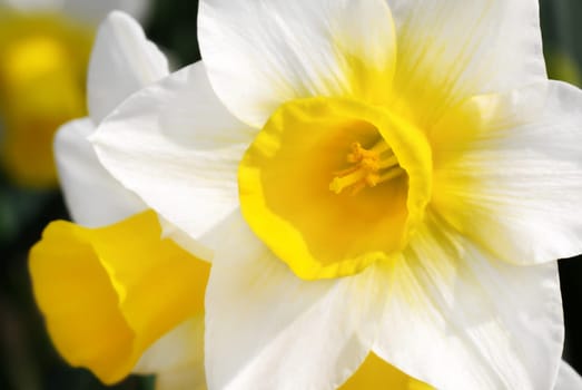 Close-up of yellow and white daffodils in sunlight
