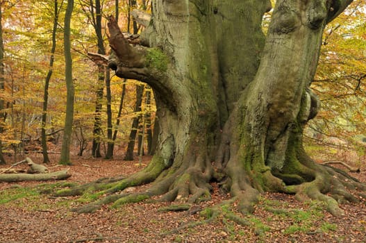 Beech in the autumn forest