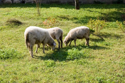 Sheep grazing