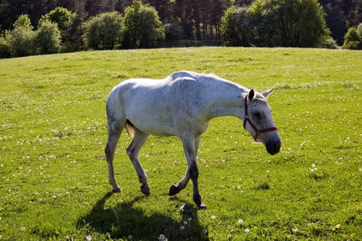 Horse on field