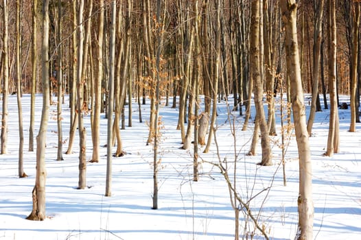 Forest in winter