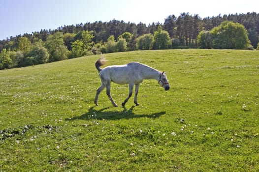 Horse on field
