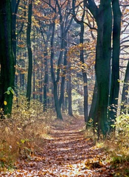 Autumn in forest