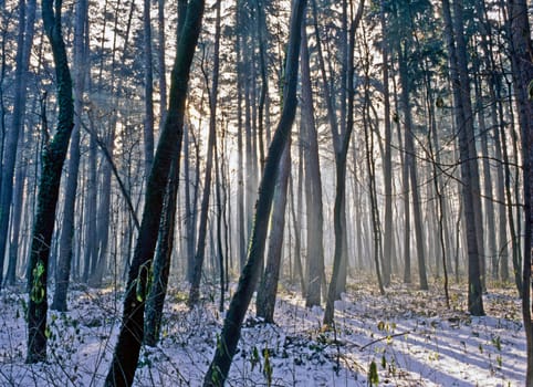 Forest in winter