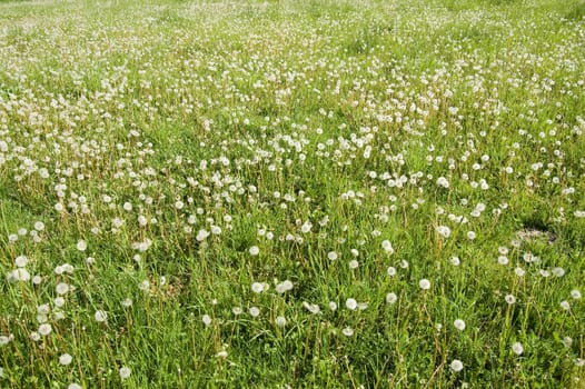 Field with Dandelions