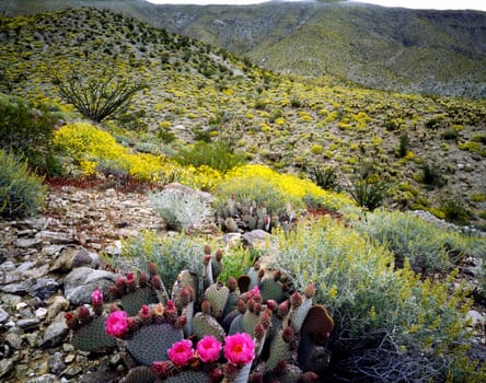 Blooming Desert, Anza-Borego, California