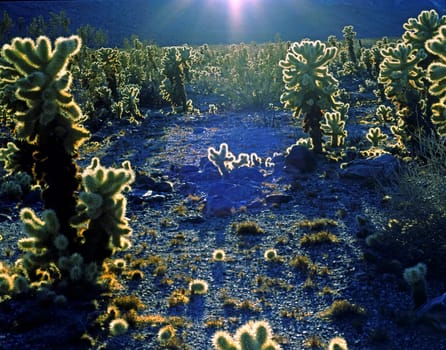Cholla Cactus, California