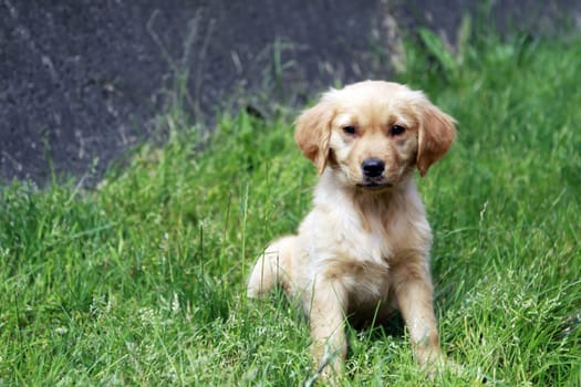 Golden Retriever baby