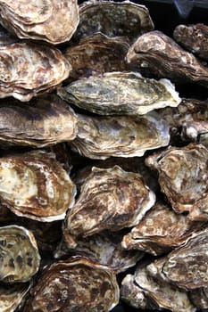 Fresh oysters in La Rochelle. France