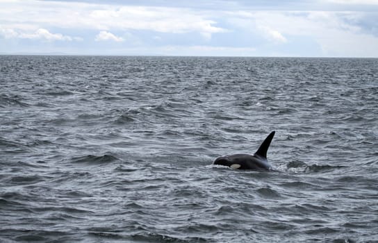 Killer whale in the Pacific. Canada
