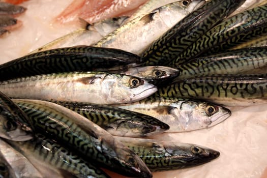 Mackerels