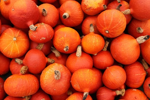 Hokkaido Pumpkins