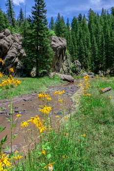 Cutleaf coneflowers in front of a river flowing through alpine landscape