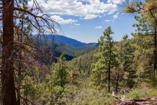 View downhill through a forest into a green canyon