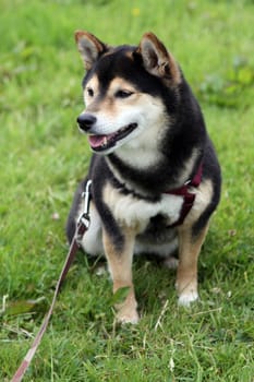 dog without hot