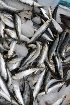 Fish market in La Rochelle