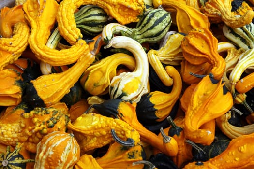 Gourds