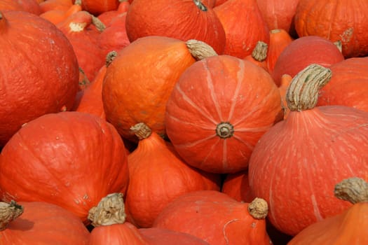 Hokkaido Pumpkins