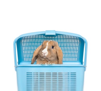 Little funny bunny peeping out of blue basket. Isolated on white background with place for copy.