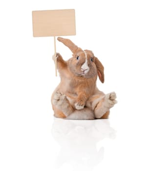 Cute and beautiful rabbit sitting. Sign in his paw over his head. Isolated on white background, reflection, a lot of copy space.