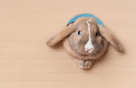 Cute and beautiful rabbit peeking out of the hole in cardboard. Lots of copy space.