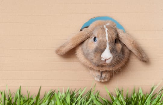 Cute and beautiful rabbit peeking out of the hole in cardboard. Green grass in foreground. Lots of copy space.