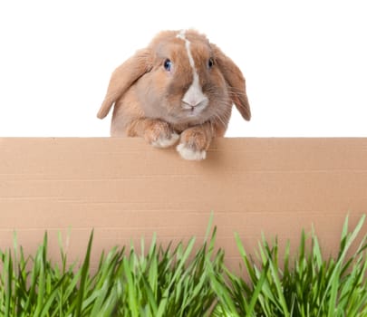 Cute and beautiful rabbit standing behind cardboard. Green grass in foreground, lots of copy space.