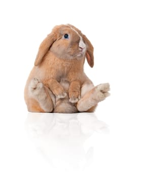 Cute and beautiful rabbit sitting. Isolated on white background, reflection, a lot of copy space.