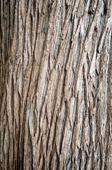 Grungy photo of tree bark background. Great amount of texture and detail.