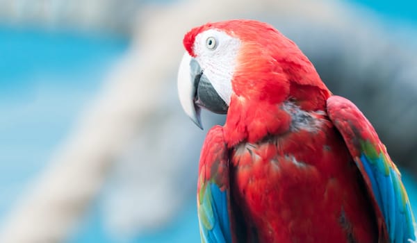 Beautiful and colorful parrot. White and blue background. Space for copy.