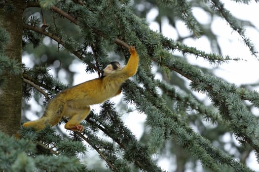 Details of a squirrel monkey in the tree