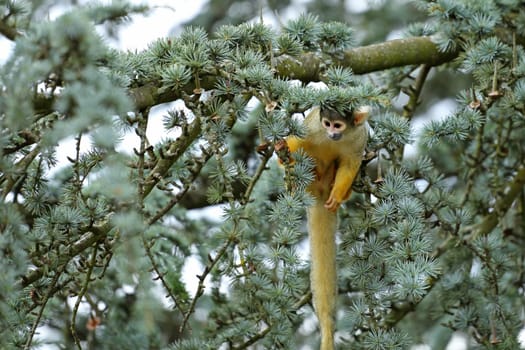 Details of a squirrel monkey in the tree