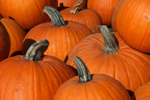 Halloween Pumpkins