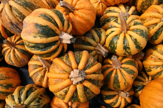 Kamo Kamo Pumpkins
