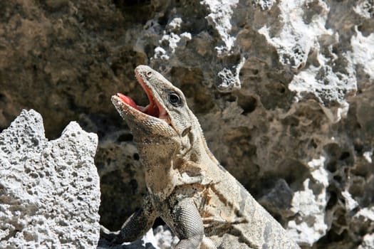 Iguana in Tulum. Mexico