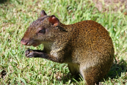 Azara-Aguti in Mexico