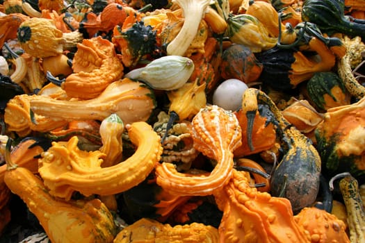 Gourds