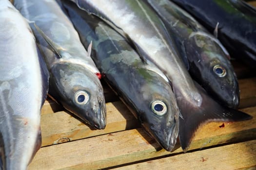 Fresh sea bass