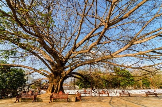 Large tree in the plaza in front of the church in Chiapa de Corzco in Chiapas, Mexico