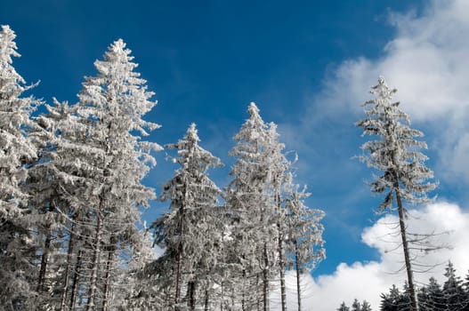 Winter Forest