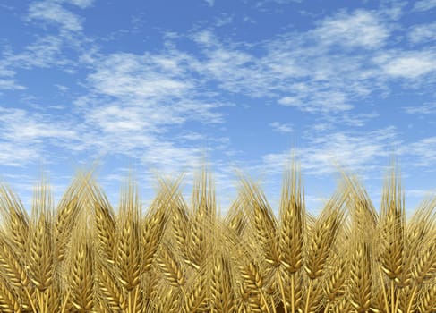 Wheat harvest on a golden horizon and blue sky of harvesting grass crop as a symbol of healthy whole food for farm baked and fresh organic bakery goods as bread and cerial grains.