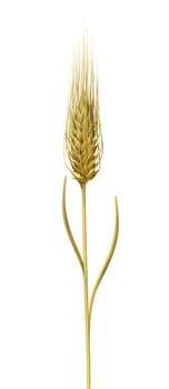 Wheat isolated on white.