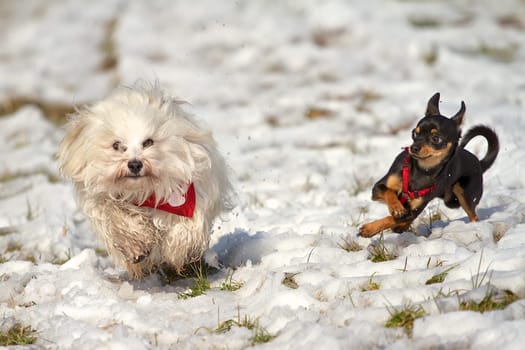 2 dogs playing in the snow,Havanese with a red scarf and the Pinscher with a red chest harness.